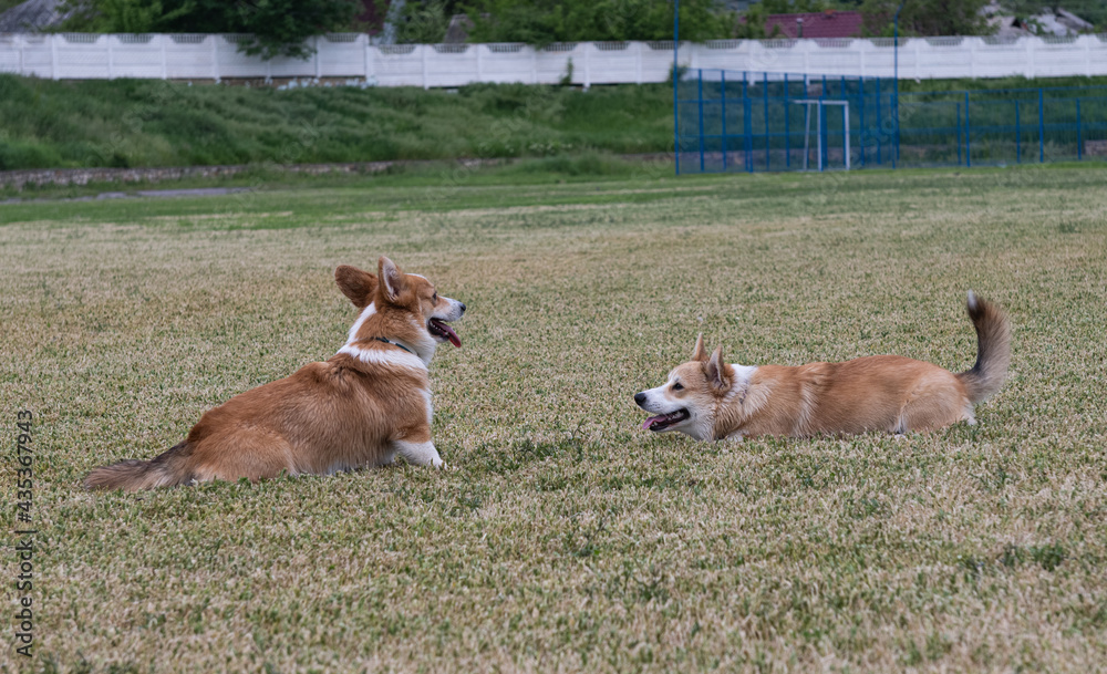 corgi dogs playing in the meadow corgi dogs playing in the meadow