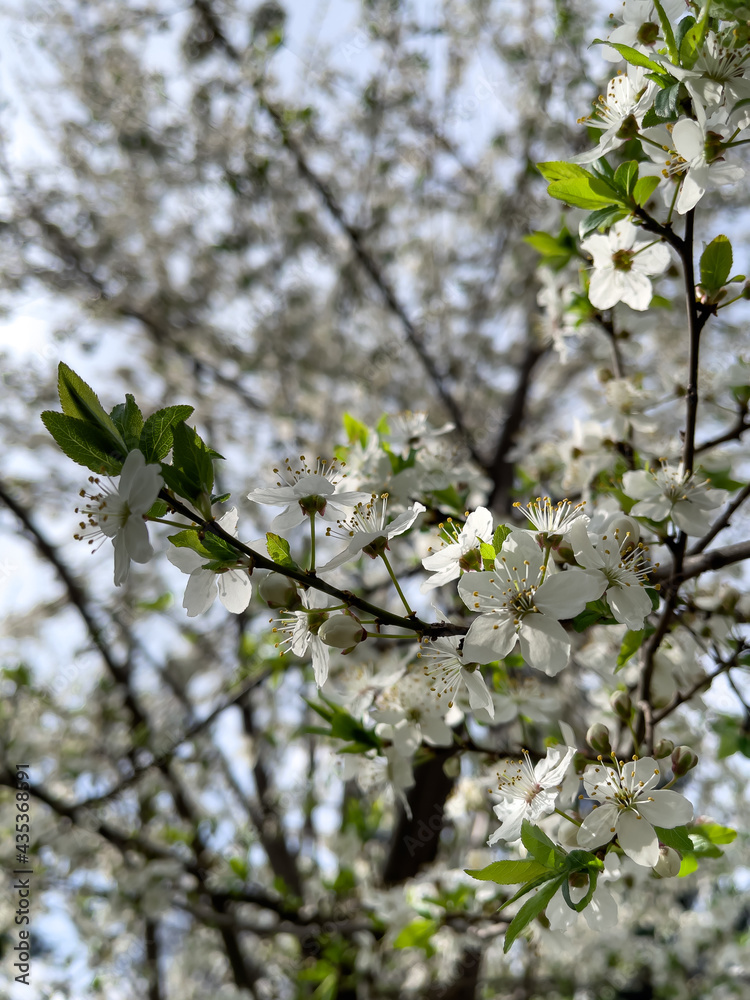 Close up of spring blossom apple tree. Close up of spring blossom apple tree.