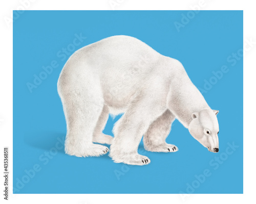 Vintage Illustration of Polar Bear.