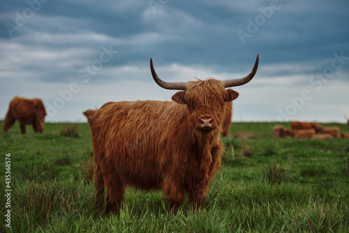 Highland cow. Sunset over the pasture 
