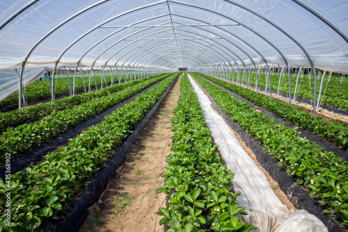 Flowering strawberry plants cultivated at a greenhouse as wide-angle view at a sunny day