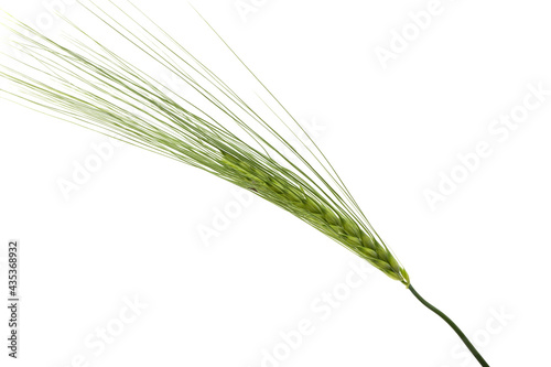 green spikelet of wheat isolated