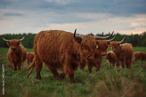 Highland cow and calf. Sunset over the pasture 