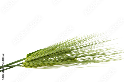 green spikelet of wheat isolated