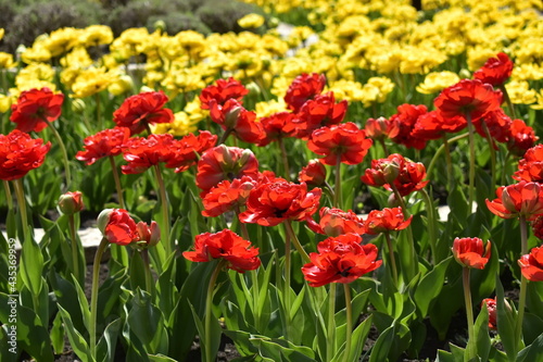 red and yellow tulips in the flower bed of the Park Flower Garden in Pyatigorsk