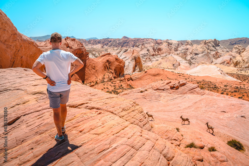 A young man enjoys a beautiful desert landscape in the Valley of Fire National Park, Nevada A young man enjoys a beautiful desert landscape in the Valley of Fire National Park, Nevada