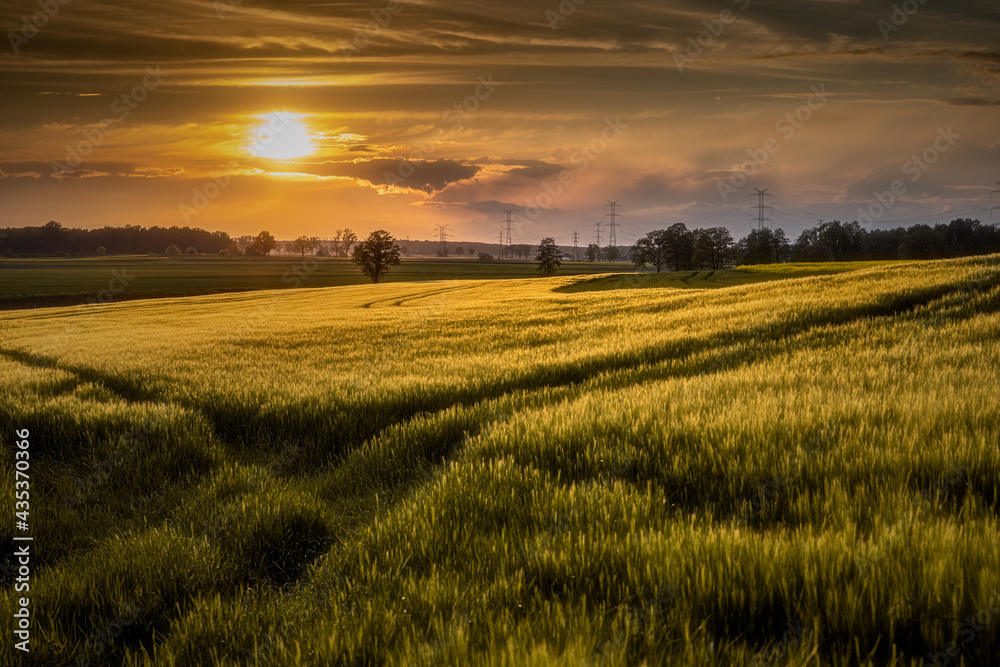 idylliczny zachód słońca nad polami zbóż późną wiosną