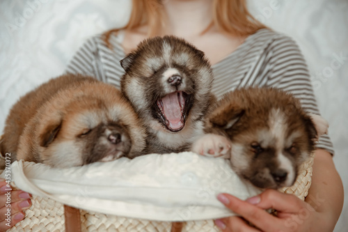 Small newborn puppies in the hands of the owner.