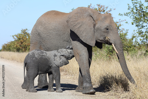 Afrikanischer Elefant   African elephant   Loxodonta africana...