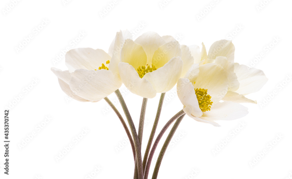hellebore flower isolated hellebore flower isolated
