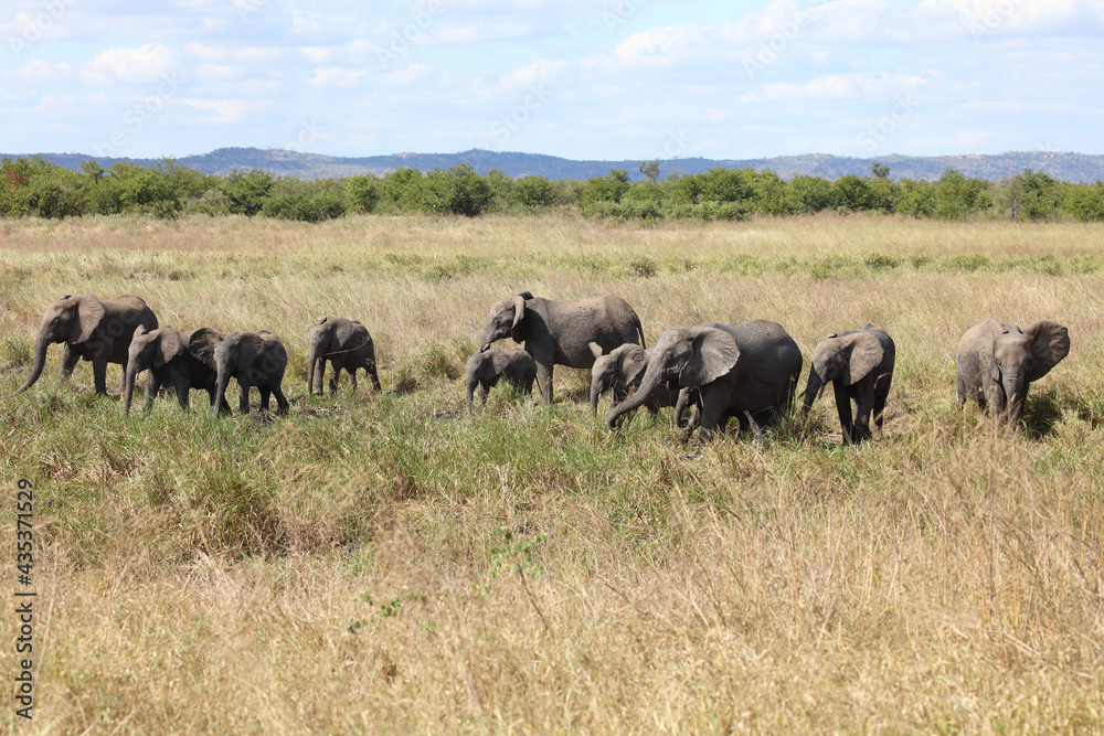 Fototapeta premium Afrikanischer Elefant / African elephant / Loxodonta africana...