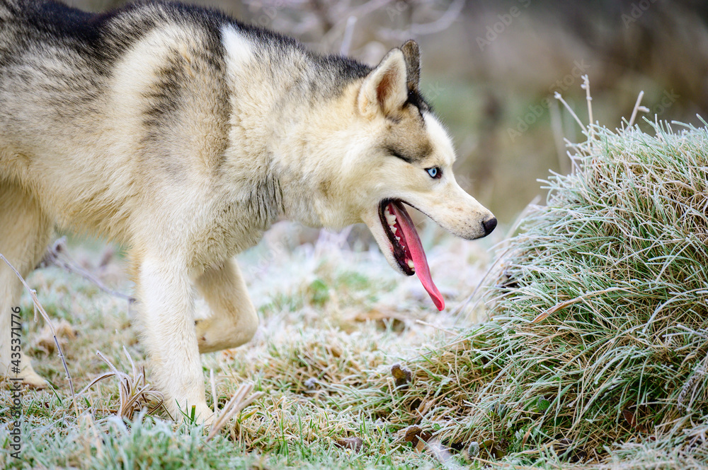 Obraz premium Morning autumn frosts on the grass, husky dog, dog walk in the woods.