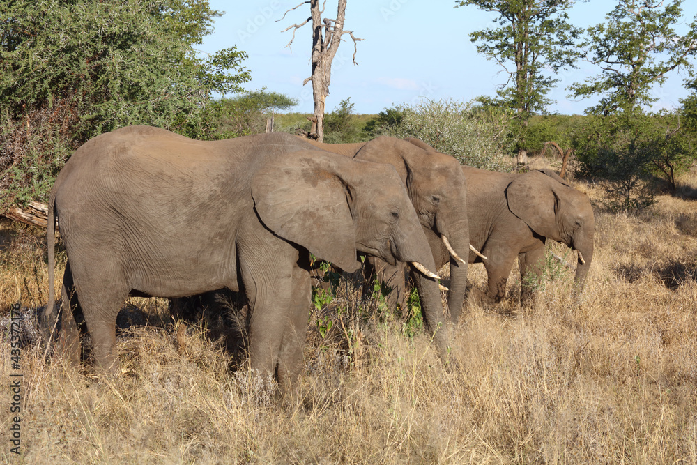 Fototapeta premium Afrikanischer Elefant / African elephant / Loxodonta africana...