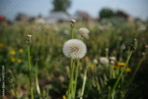 A lush dandelion facing the evening sunset blurred background selective focus
