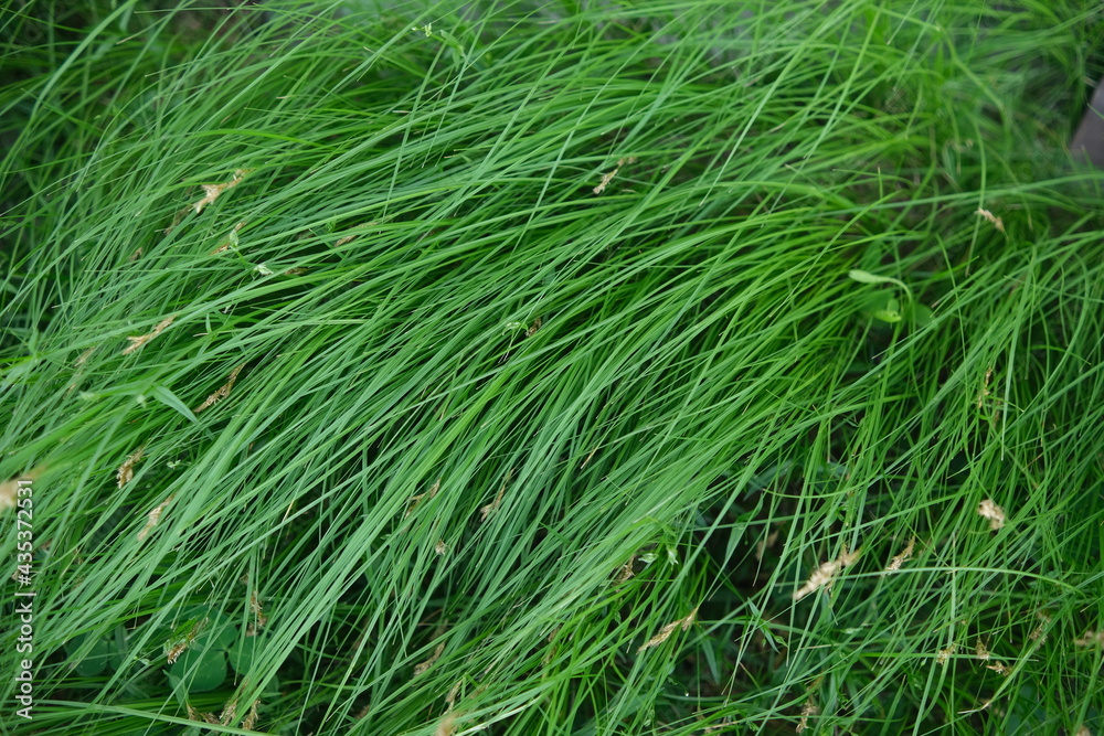 the texture of long green grass. Seamless. Saturated colors. Diagonal spray pattern the texture of long green grass. Seamless. Saturated colors. Diagonal spray pattern