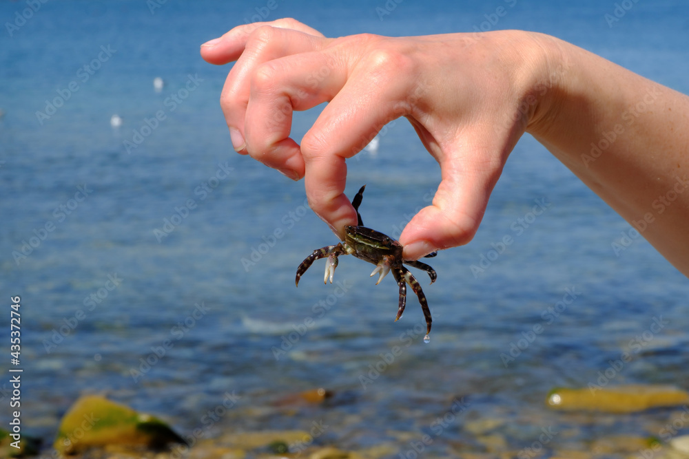 Caught under a rock, a small gray speckled crab is held aloft in one hand against the sea. Caught under a rock, a small gray speckled crab is held aloft in one hand against the sea.