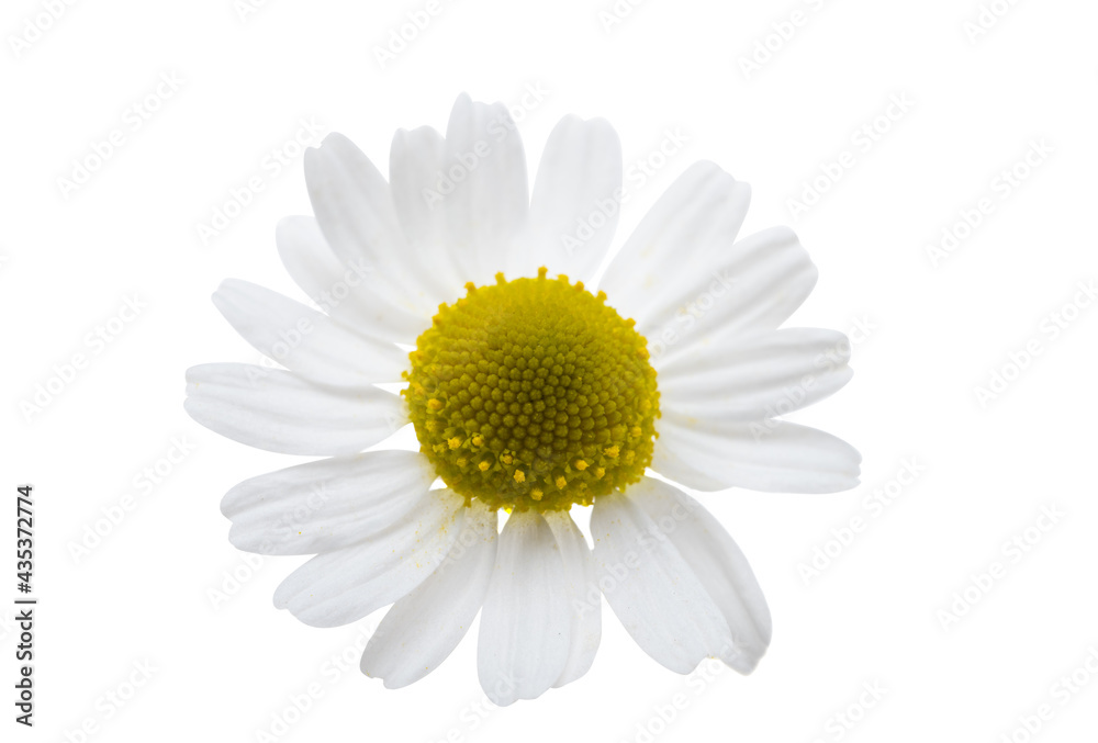 Fototapeta premium medical chamomile isolated