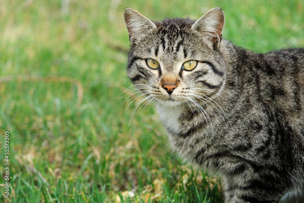 Sweet cat with yellow eyes with black pattern on the grass