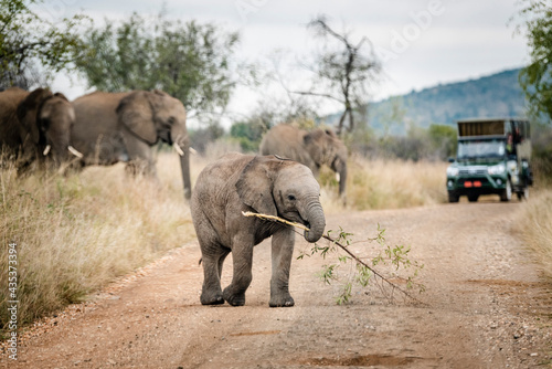 Elephant in the Pilansberg nature reserve crossing a road with cars in the background.  photo