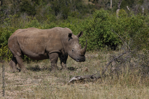 Breitmaulnashorn   Square-lipped rhinoceros   Ceratotherium Simum