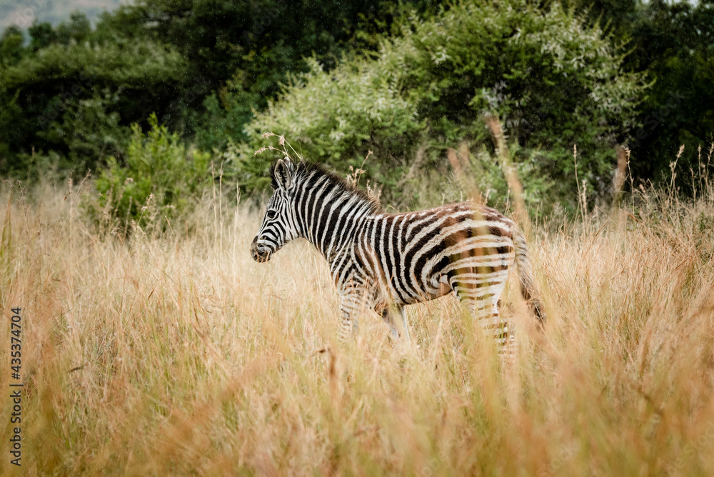 Obraz premium A baby zebra in the Pilansberg nature reserve in South Africa
