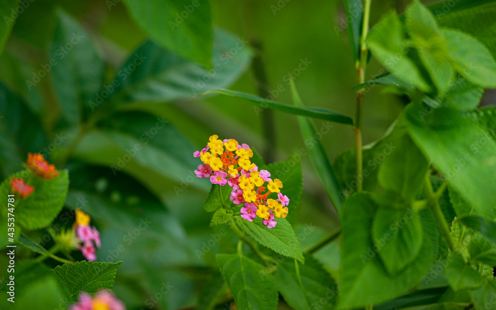 Two yellow & pink Lantana camara flowers Two yellow & pink Lantana camara flowers