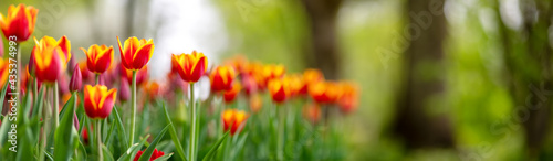 Tulips in flower beds in the park in spring