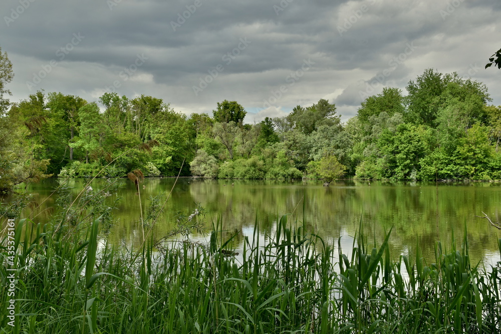 Fototapeta premium Frühlingslandschaft im Naturschutzgebiet Taubergießen