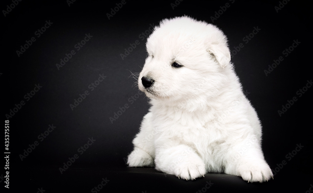 Berger Blanc Suisse puppy on black background