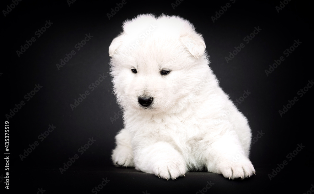 white swiss shepherd puppy on black background