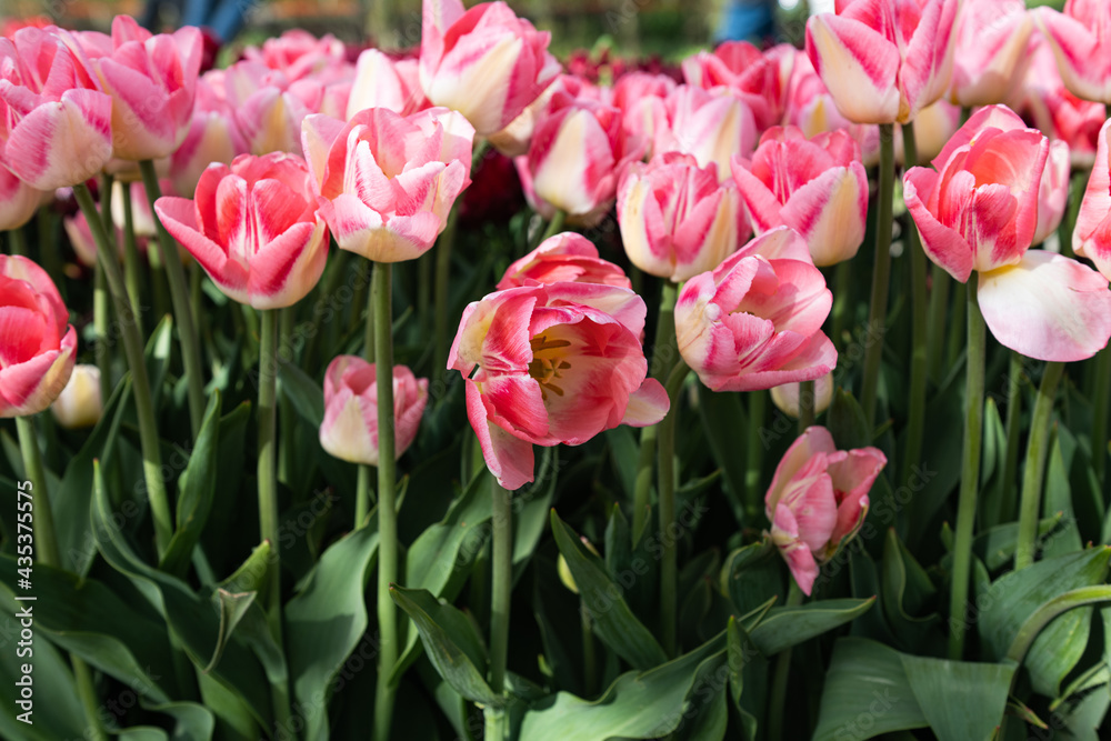 Fototapeta premium beautiful tulip field in spring