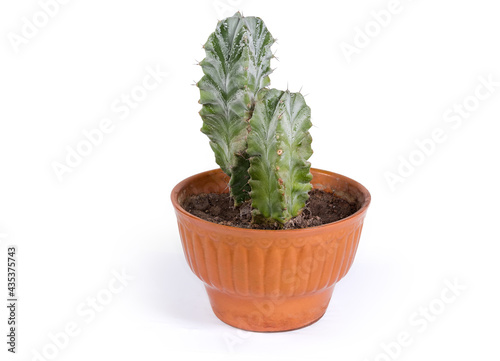 Decorative cactuses in a flower pot on white background