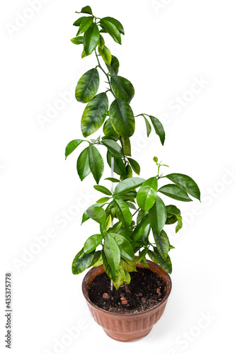 Citrus tree growing in flower pot on a white background