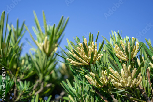 青空とコウヤマキの花