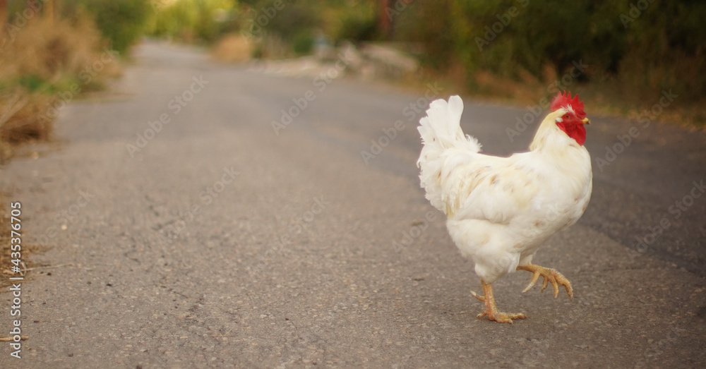 Fototapeta premium Portrait of a white rooster on an old asphalt road in autumn.