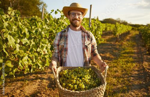 Cuadro en lienzo Bearded farmer carrying basket with grapes during harvest
