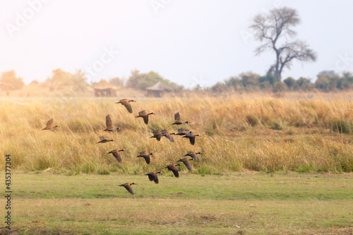 birds flying in the african savanna in botswana Africa