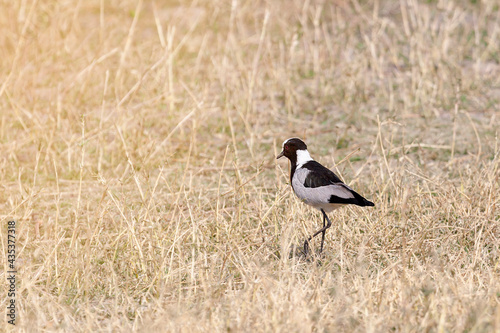 blacksmith lapwing walking in the african savanna in botswana Africa