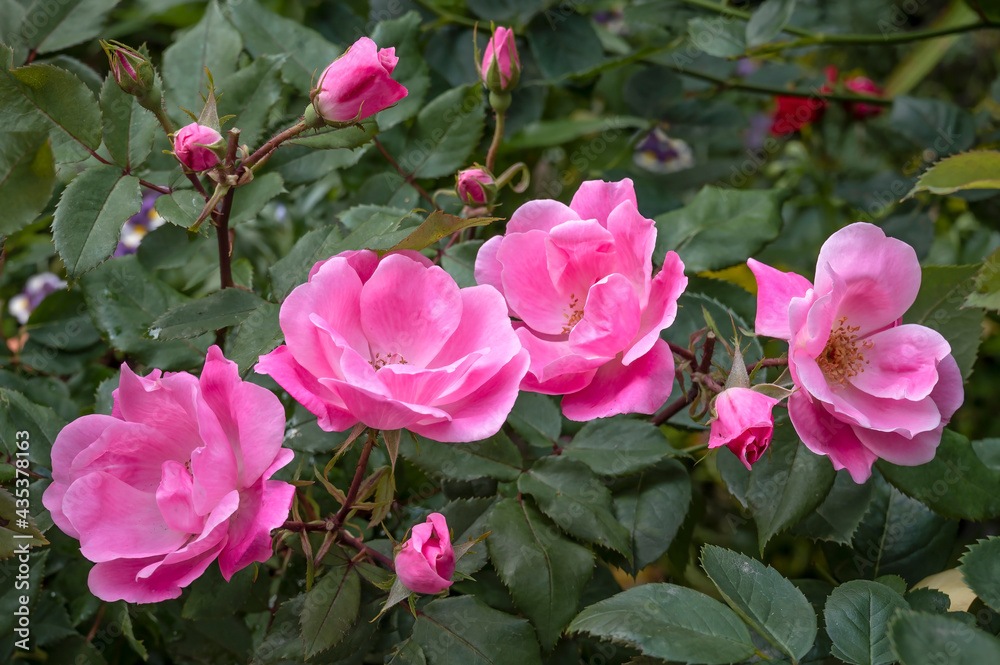 Rose: 'Pink Knockout', a semi-double pink flowered rose Rose: 'Pink Knockout', a semi-double pink flowered rose
