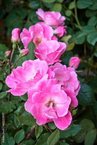 Fototapeta Naklejka Na Ścianę i Meble -  Rose: 'Pink Knockout', a semi-double pink flowered rose