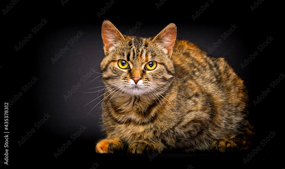 tabby cat in the studio on a black background