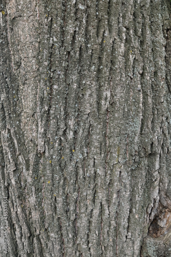 Texture shot of gray tree bark filling the frame, Linden bark. Moss. Seamless