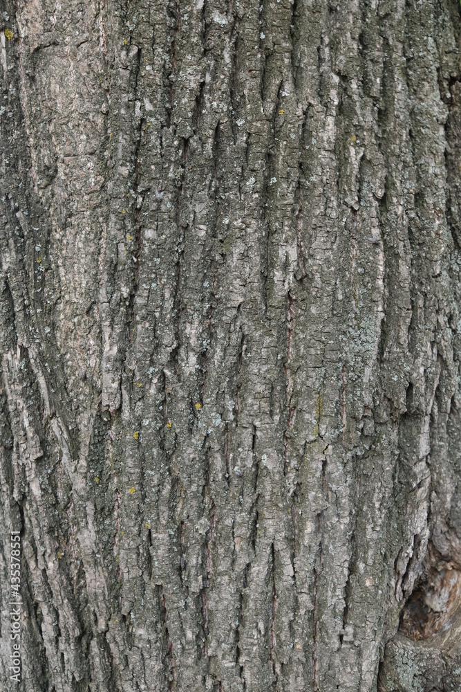 Texture shot of gray tree bark filling the frame, Linden bark. Moss. Seamless Texture shot of gray tree bark filling the frame, Linden bark. Moss. Seamless