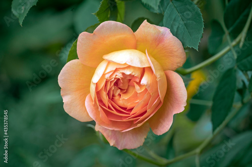 English Rose  Lady of Shalott  an apricot colored rose