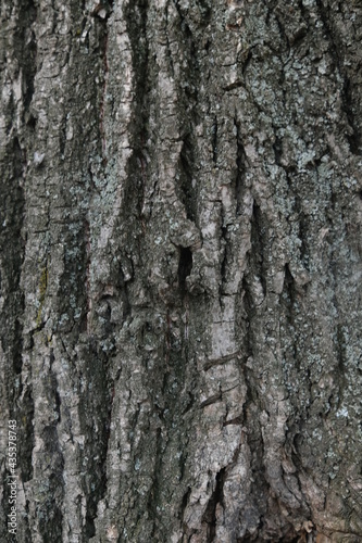 Texture shot of gray tree bark filling the frame, Linden bark. Moss. Seamless