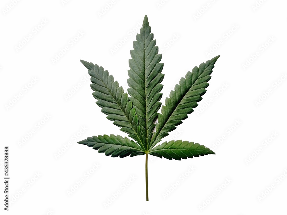 Fresh cannabis leaves on white background Fresh cannabis leaves on white background
