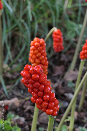 Italian arum and Italian lords-and-ladies (Arum italicum), native to the Mediterranean. Red poisonous fruits.