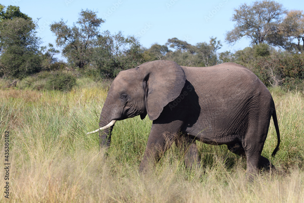 Fototapeta premium Afrikanischer Elefant / African elephant / Loxodonta africana...