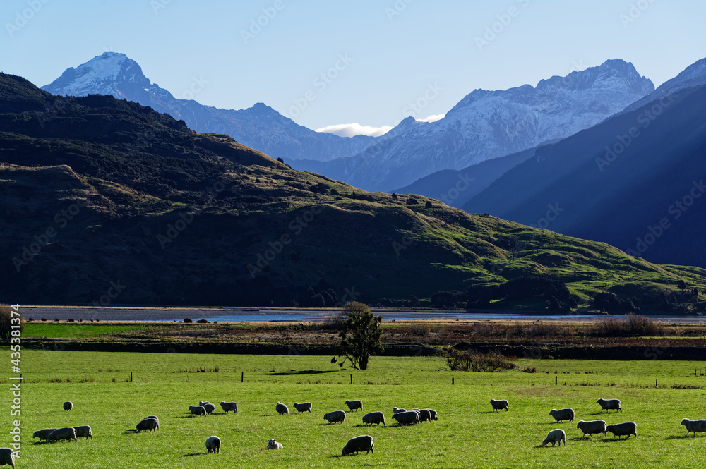 Sheep are grazing on green paddocks in New Zealand