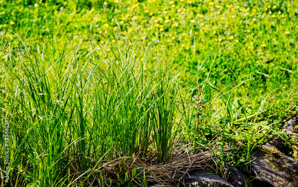Gras